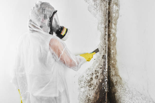 Best Mold Removal Company Near Me  in Lanett, AL