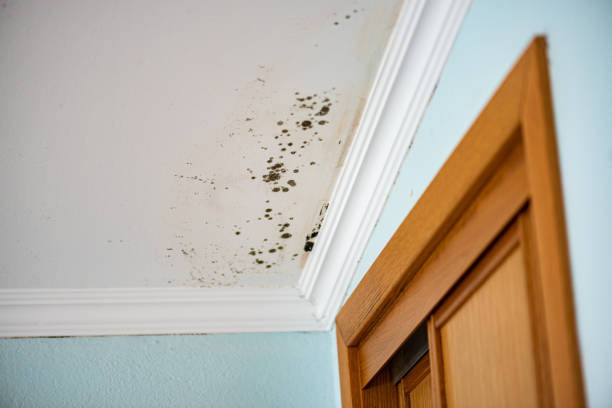 Mold Testing and Removal in Lanett, AL