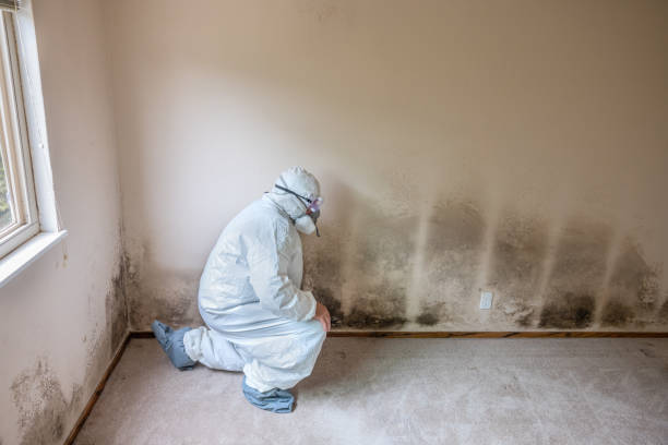 Best Mold Cleaning Services  in Lanett, AL