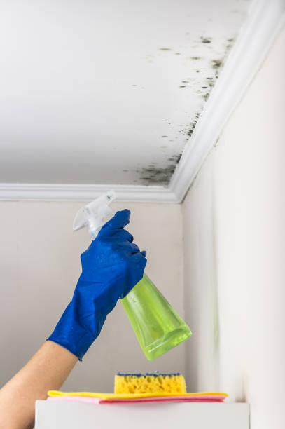 Attic Mold Removal in Lanett, AL