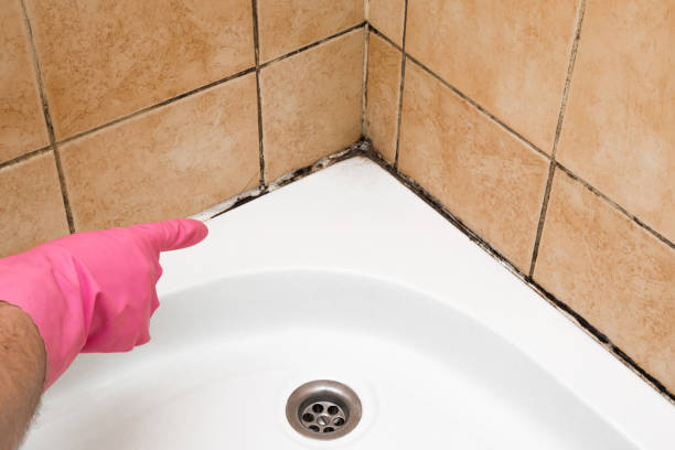 Crawl Space Mold Removal in Lanett, AL